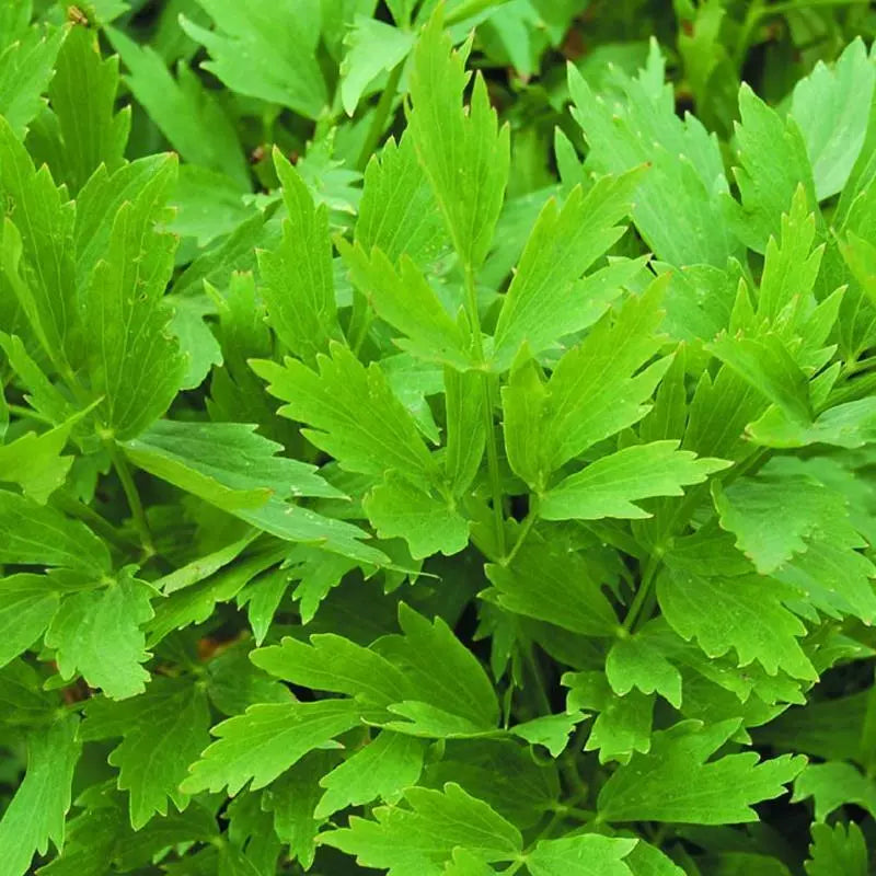 Lovage Seeds 200 Heirloom Non-GMO Perennial Herb Levisticum officinale for Culinary Gardens