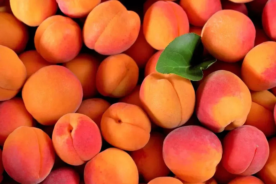 Apricot Tree Seeds 2024 - 10 Pack, Prunus armeniaca, Hardy Zones 3-7, Self-Pollinating