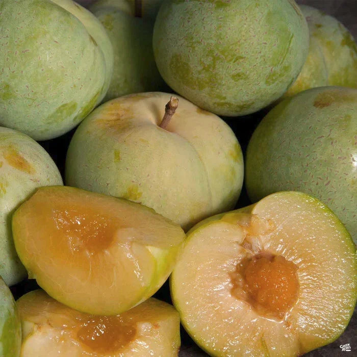 Emerald Pluot Scions for Grafting - Plum Apricot Hybrid - Prunus domestica x Prunus armeniaca
