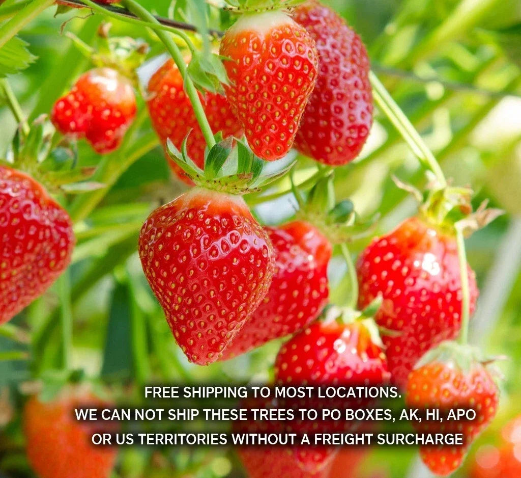 Summer Bearing Strawberry Plants Pack of 10 Bare Roots - Marys Peak Fragaria × ananassa