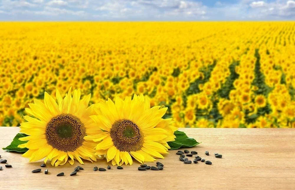 Black Oil Sunflower Seeds for Planting - 100 Count, Attract Birds, Helianthus annuus