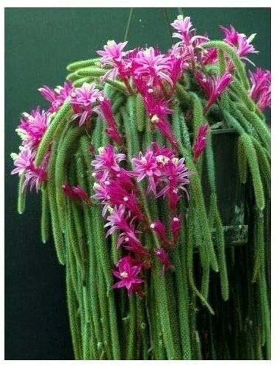 Lot 4 Rat Tail Cactus Cuttings Pink Aporocactus flagelliformis Succulent Plant for Propagation
