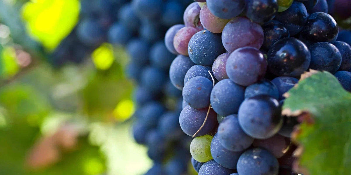 Live Plant Cutting Carménère Grape Vine 10-13" Vitis vinifera for Home Garden & Vineyard