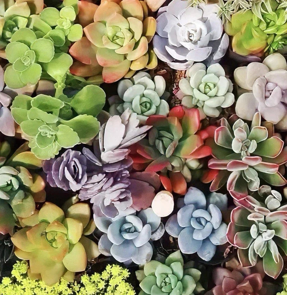 Large Succulent Cuttings Pack - 10 Varieties, 4-6" Easy Care Indoor Outdoor Plants, Echeveria, Sedum & More
