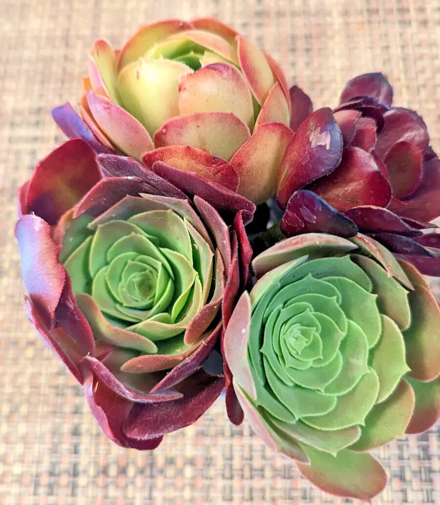 Aeonium Cuttings Set of 4 – 5 Inch Diameter – Succulent Variety – Aeonium spp.