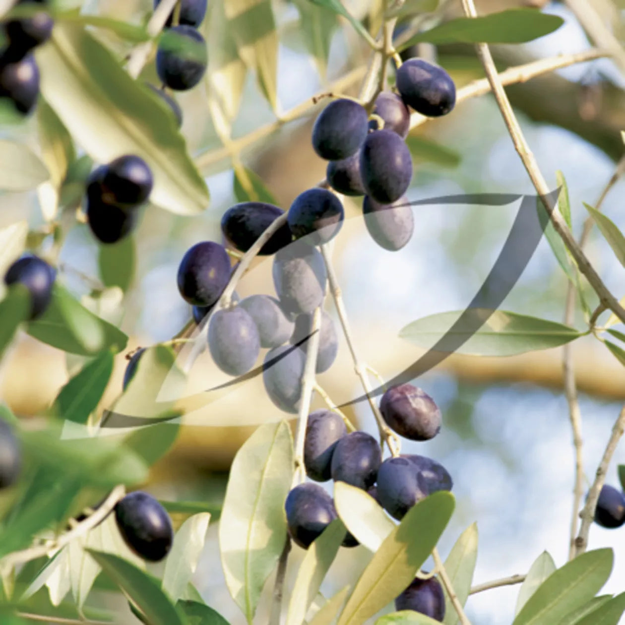 Olive Tree Seeds 15-Pack Olea europaea, Evergreen, Mediterranean Climate, Grow Your Own Olive Tree