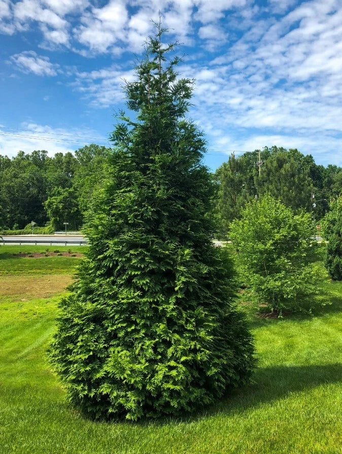 Green Giant Arborvitae Plant - 4" Pot - 6-8" Tall - Thuja Standishii x Plicata