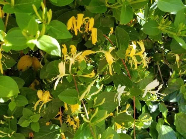 Osage Orange Tree Seeds - 20 Organic Maclura Pomifera Seeds for Planting