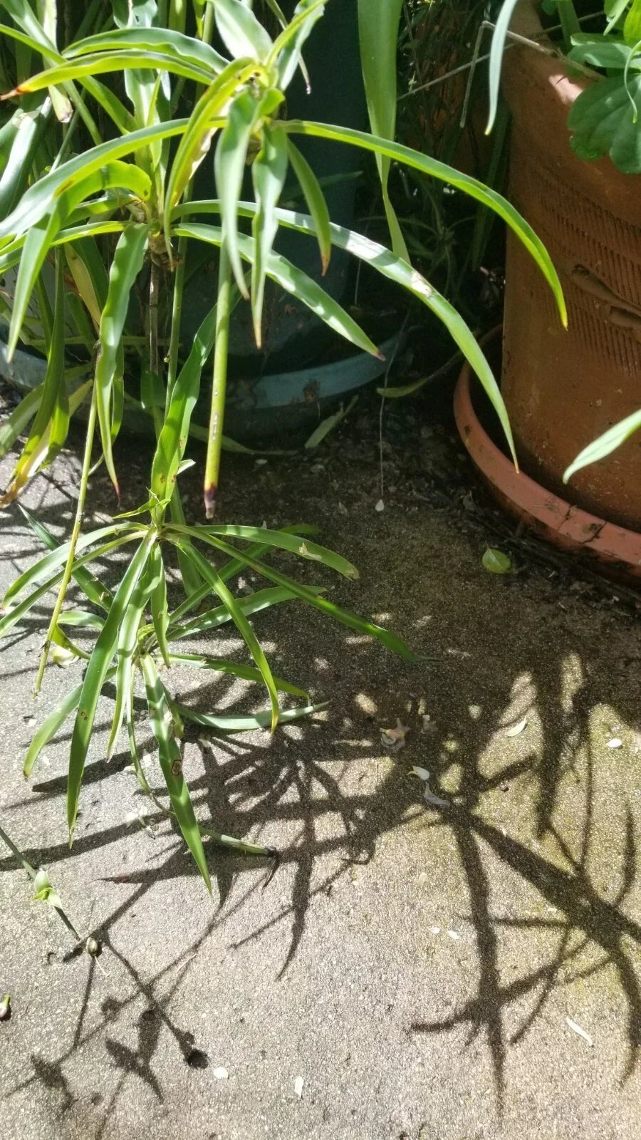 Green Spider Plant Starter Plants, 3 Rooted Chlorophytum comosum, Airplane Plant, Indoor Houseplant