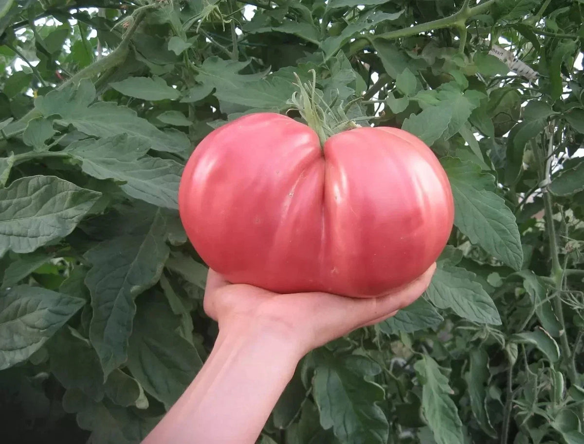 German Giant Tomato Seeds - Organic Heirloom Non-GMO Pack of 30+ Solanum lycopersicum for Home Garden, Container, Bounty