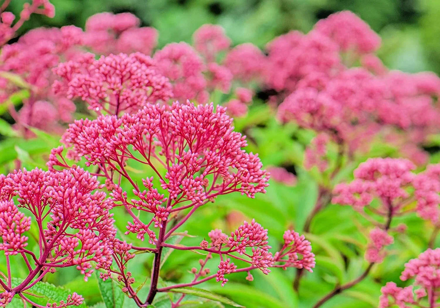 Thoroughwort Herb Seeds 1,000 Count - Eupatorium perfoliatum Native Wildflower