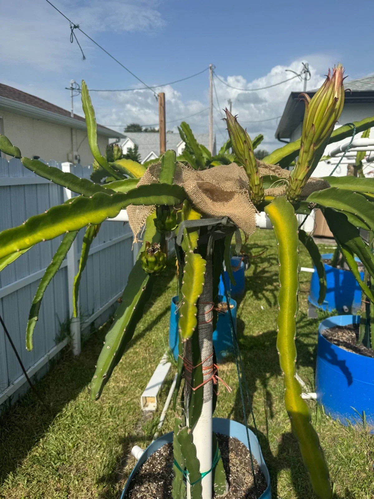 Florida Sugar Dragon Pitahaya Cutting - Hylocereus undatus, 10+ Inch Climbing Vine, Tropical Fruit, Fast-Growing, Succulent Plant