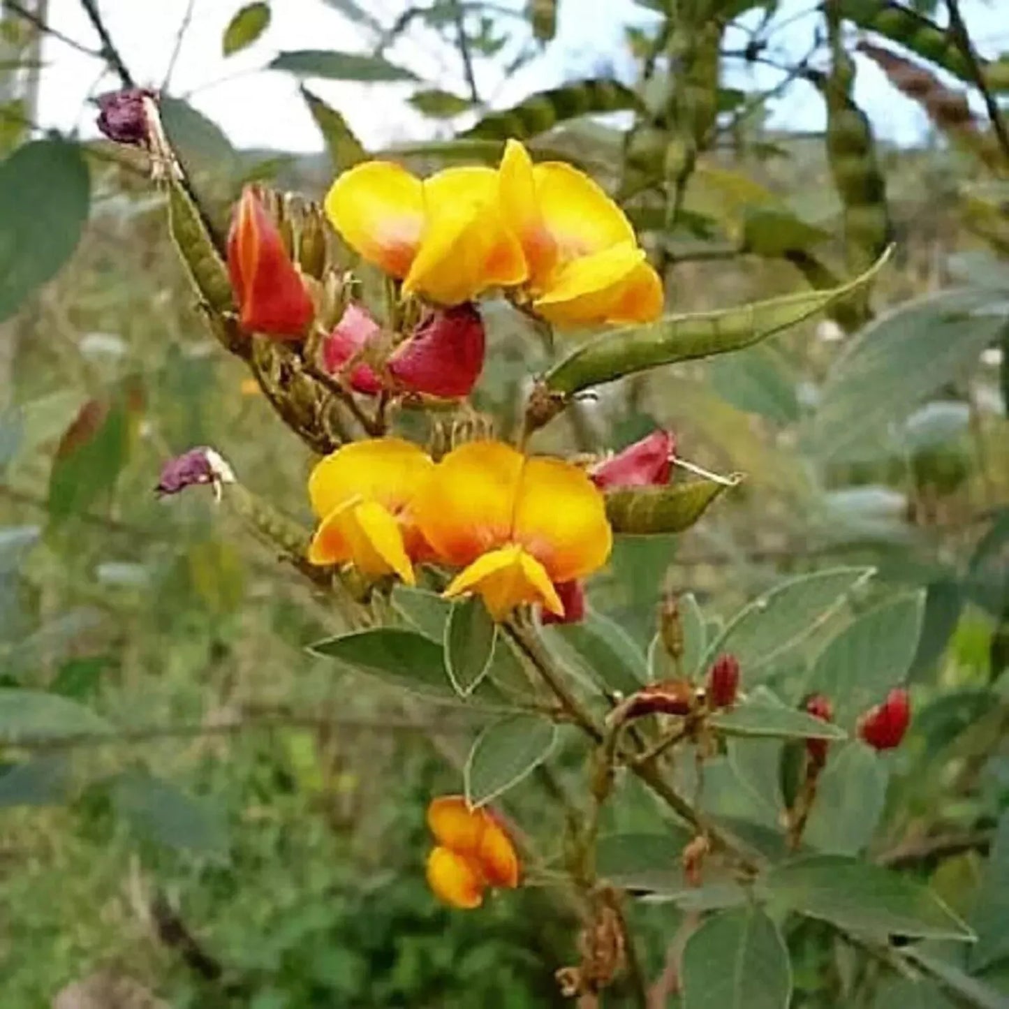 50 Pigeon Pea Seeds - Non-GMO Agroforestry Garden Seeds Cajanus cajan for Sustainable Farming