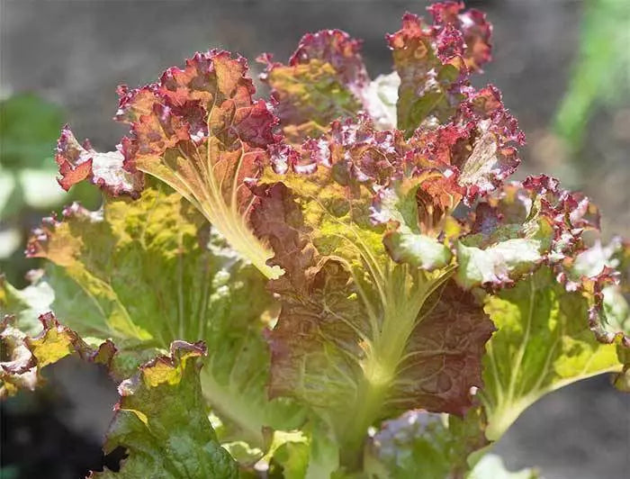 Red Sails Lettuce Seeds - Non-GMO, Loose-Leaf, Rich Red Color, Lactuca sativa, 210 Seeds