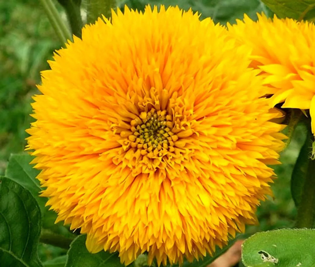 Sungold Teddy Bear Sunflower Seeds | Bright Golden Yellow Flowers for Garden & Containers | Helianthus annuus