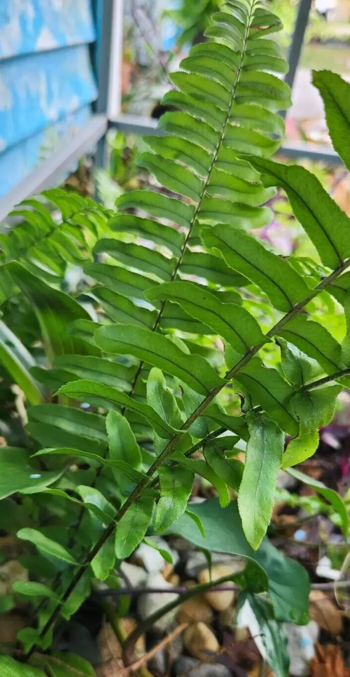 Sword Fern Starter Plant - Kimberly Fern - Ostrich Fern - Rooted Nephrolepis exaltata Indoor or Outdoor