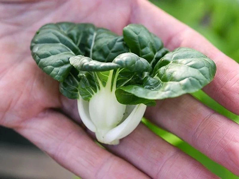 Cabbage Seeds Pack – Pak Choi Extra Dwarf White Stem – Heirloom Organic Vegetable Seeds – Brassica rapa subsp. chinensis