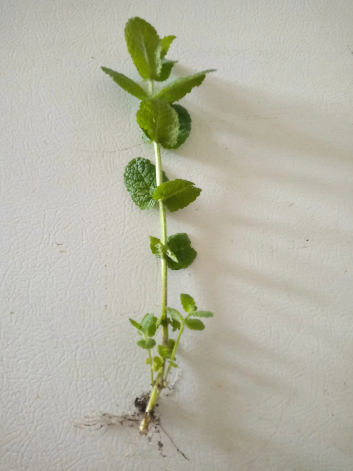 Apple Mint Cuttings - 15 Wooly Mint Plant Cuttings (Mentha suaveolens) - Ready to Plant, Aromatic Herb