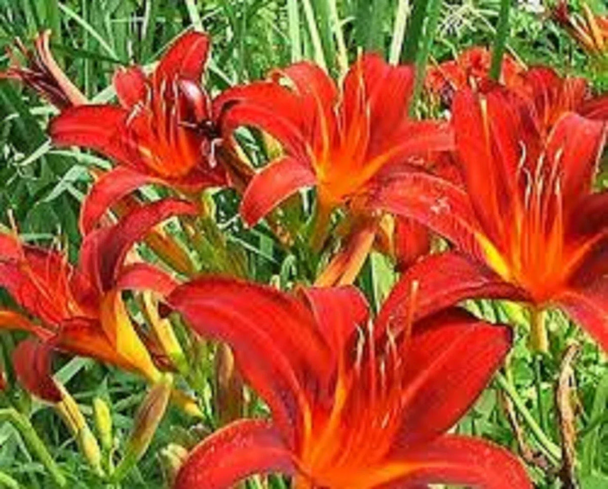 Red Giant Daylily Plants - 3 Bare Root, Sprouting, Hemerocallis 'Red Giant' Perennials for Garden, Borders, Containers