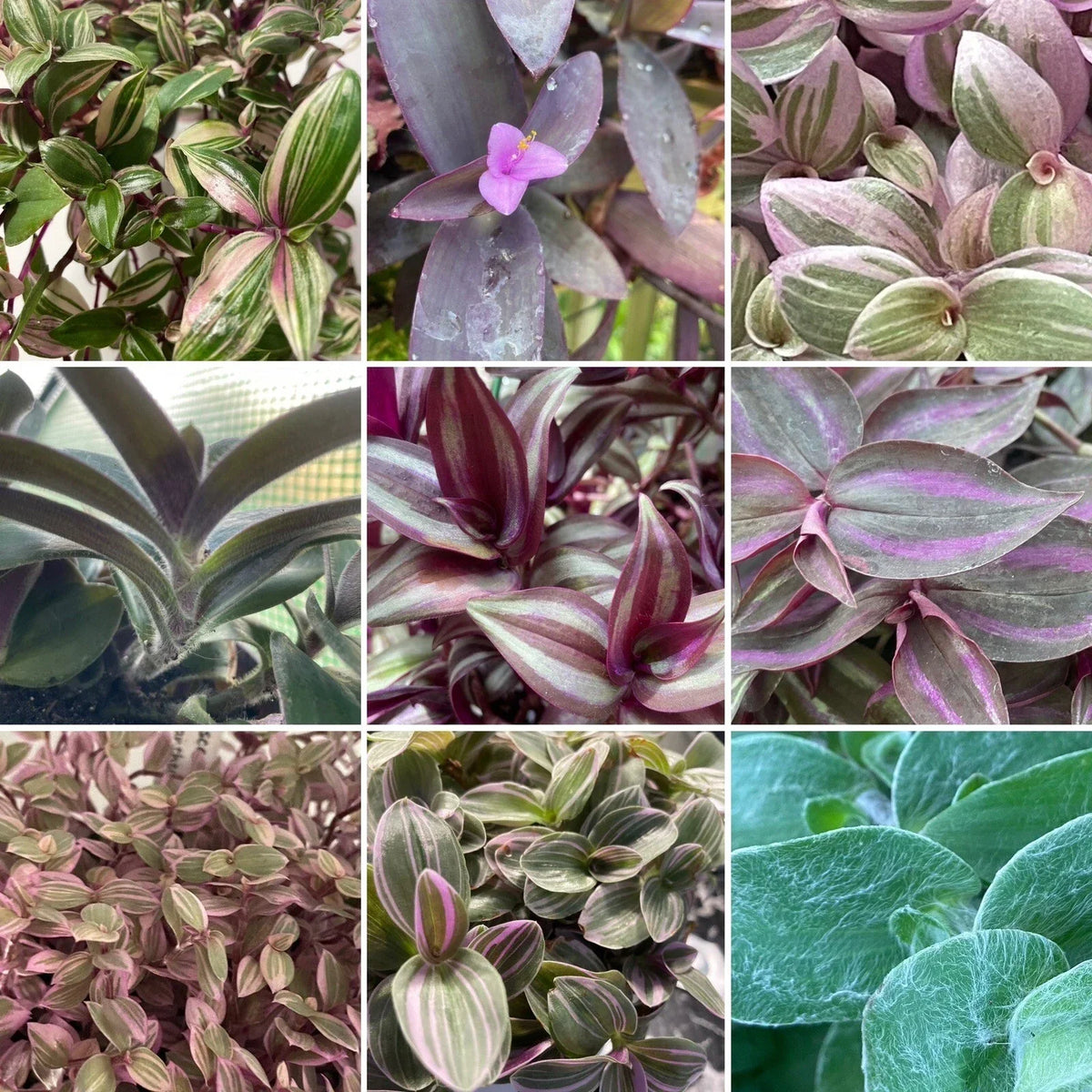 Tradescantia & Callisia Assorted Cuttings – Wandering Inch Houseplants – Easy Care Indoor Plants – Propagatable Varieties