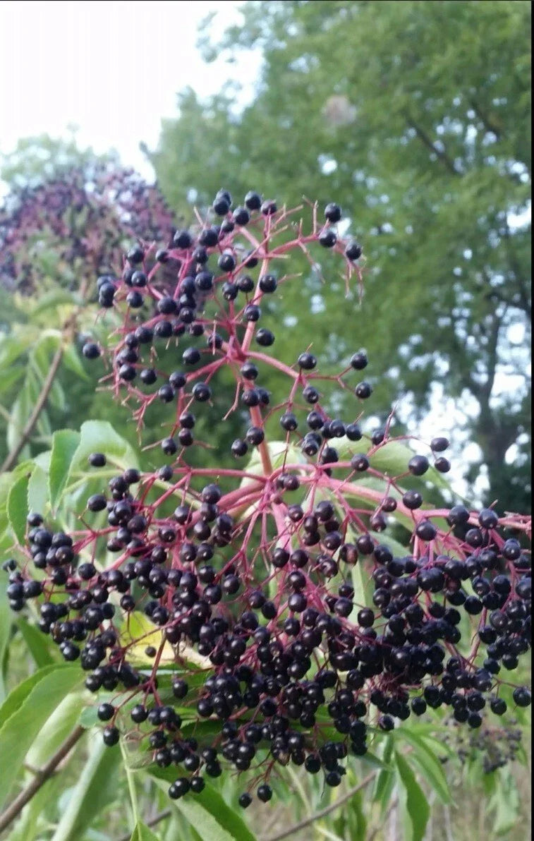 12 Unrooted American Elderberry Cuttings - Edible, Wildlife, Pollinator - Sambucus nigra subsp. canadensis