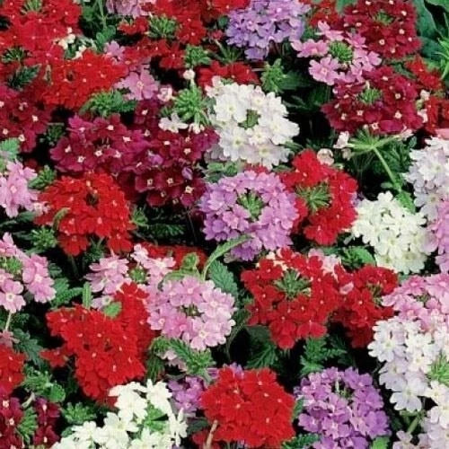 Dwarf Verbena Seed Mix - 6 Color Variety - Butterfly Attracting Non-GMO Seeds - Verbena hybrida, 500 Seeds