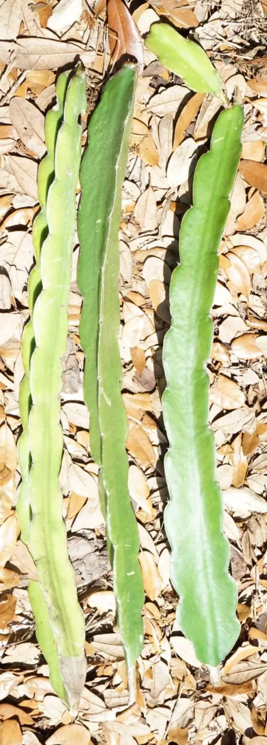 Night Blooming Cactus Orchid Cuttings 6" Queen of the Night Epiphyllum oxypetalum, Night-Blooming Cactus, Indoor or Outdoor Plant