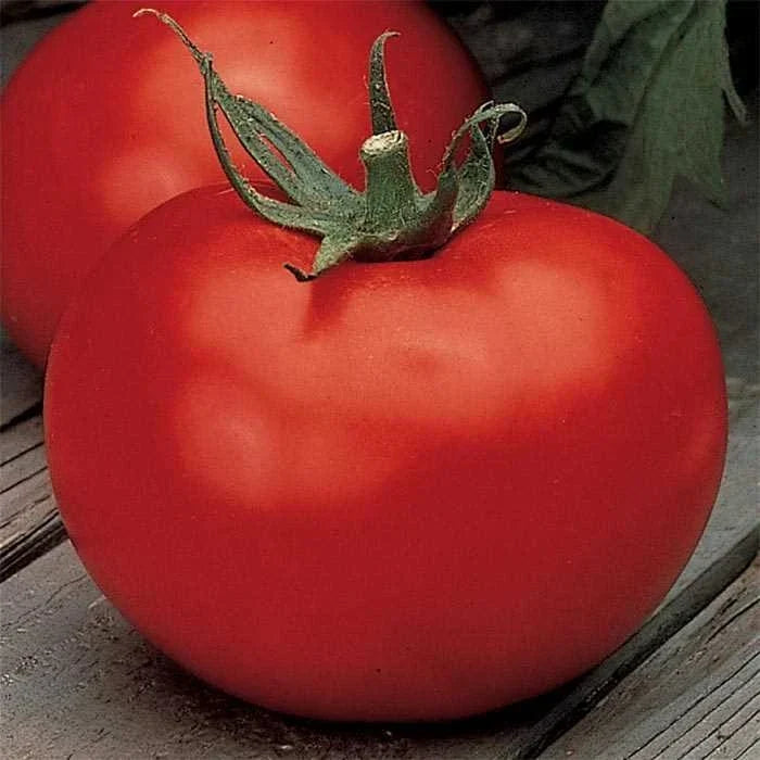 Better Boy Tomato Seeds F1 Hybrid Non-GMO VFN Heirloom Garden Seeds Solanum lycopersicum