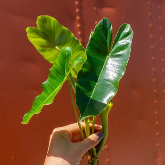 Philodendron 'Burle Marx' Cutting with Air Roots and Multiple Nodes – Indoor/Outdoor Plant Propagation