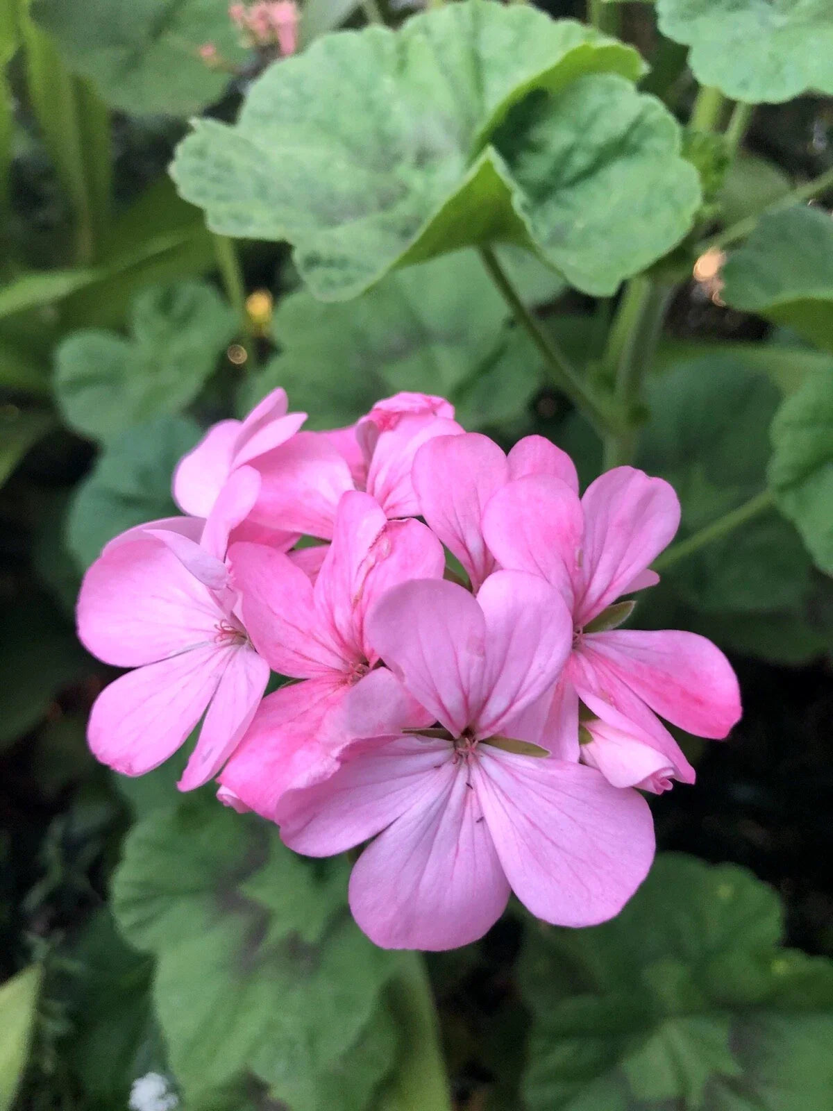 Bubblegum Pink Pelargonium Zonal Geranium Cuttings - Live Plant, 4x8", Pelargonium x hortorum, Indoor & Garden