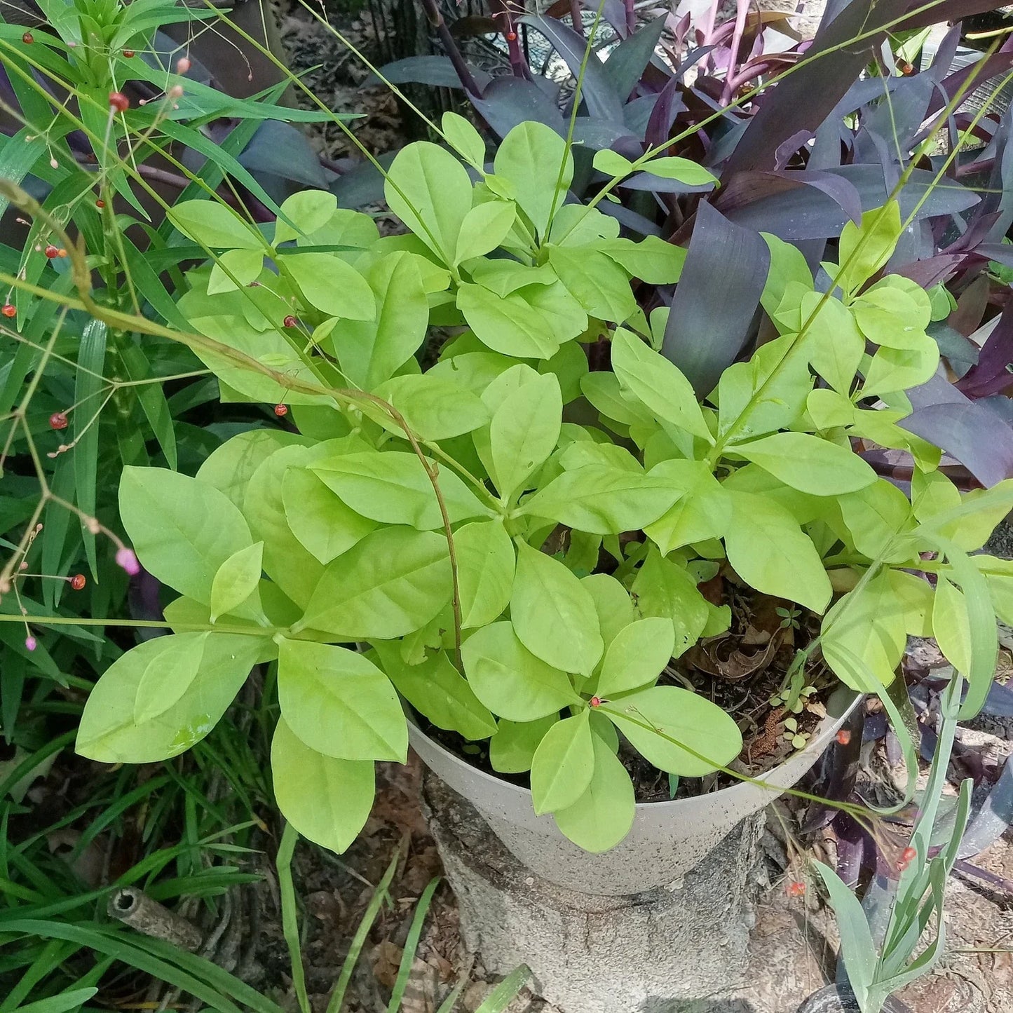 Talinum Paniculatum Jewels of Opar - 3 Live Well-Rooted Plants - Easy Care Ground Cover for Gardens