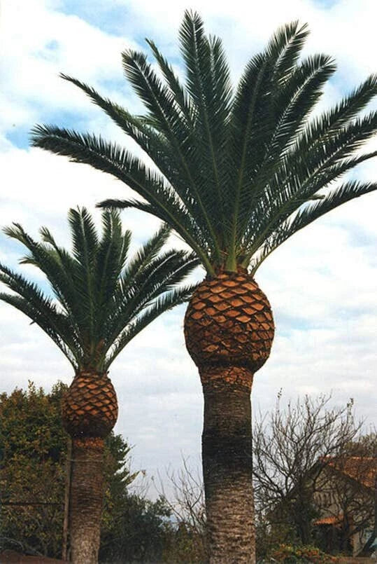Canary Island Date Palm Seeds - 5 Pack - Phoenix canariensis for Tropical Gardens