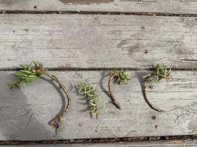 Pine Tree Succulent Cuttings 4-Pack | Crassula perfoliata var. falcata | Indoor & Outdoor Propagation Plants