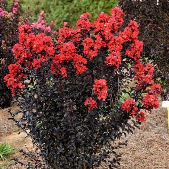 Sunset Magic Cape Myrtle Seeds - 20 Perennial Flower Seeds Lagerstroemia indica Pink Purple Blooming Plant