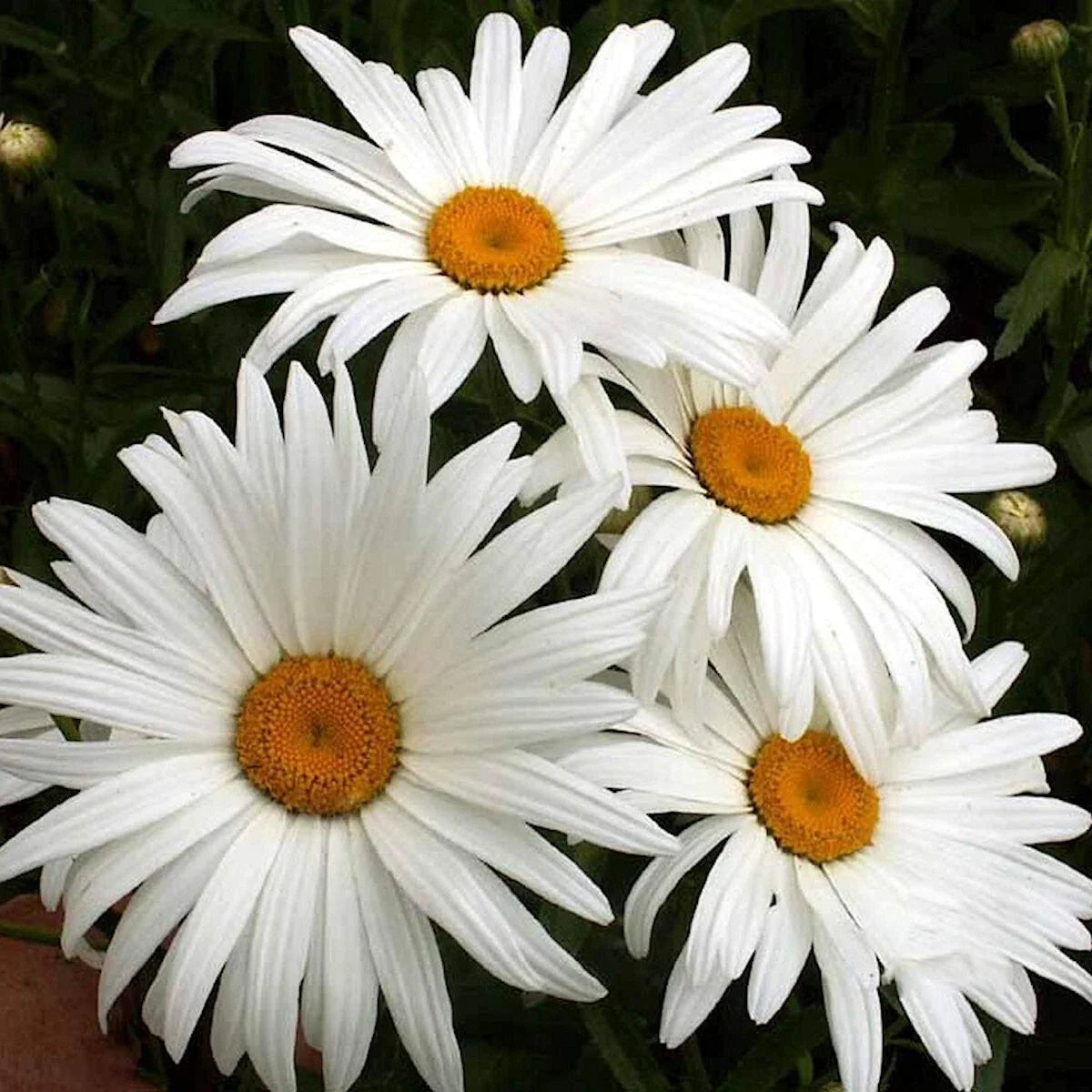 Alaska Shasta Daisy Wildflower Seeds - 1/4 lb Mylar Packet - Leucanthemum × superbum - Perennial Garden Seeds
