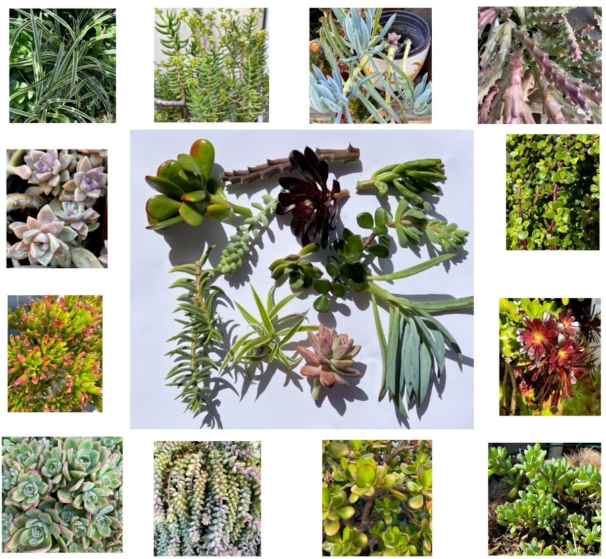 Assorted Succulent Cuttings - 11 Varieties for DIY Arrangements & Home Decor - Succulent Clippings - Various Species