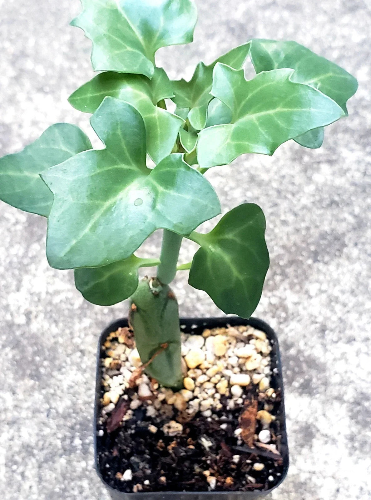 Senecio Articulatus Candle Plant - 2.5" Potted Rare Succulent with Unique Jointed Stems