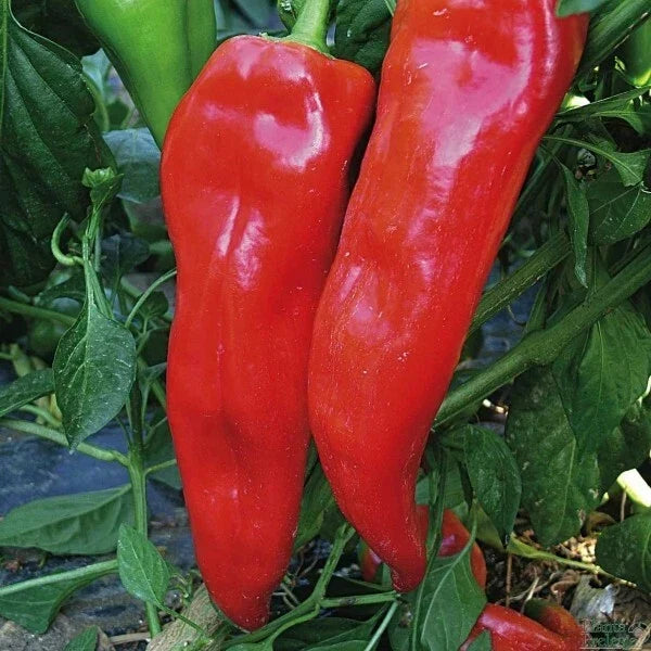 Pepper Seeds, Corno Di Toro Rosso Italian Sweet Red, Non-GMO Heirloom Capsicum annuum, Vegetable Garden, 30+ Seeds