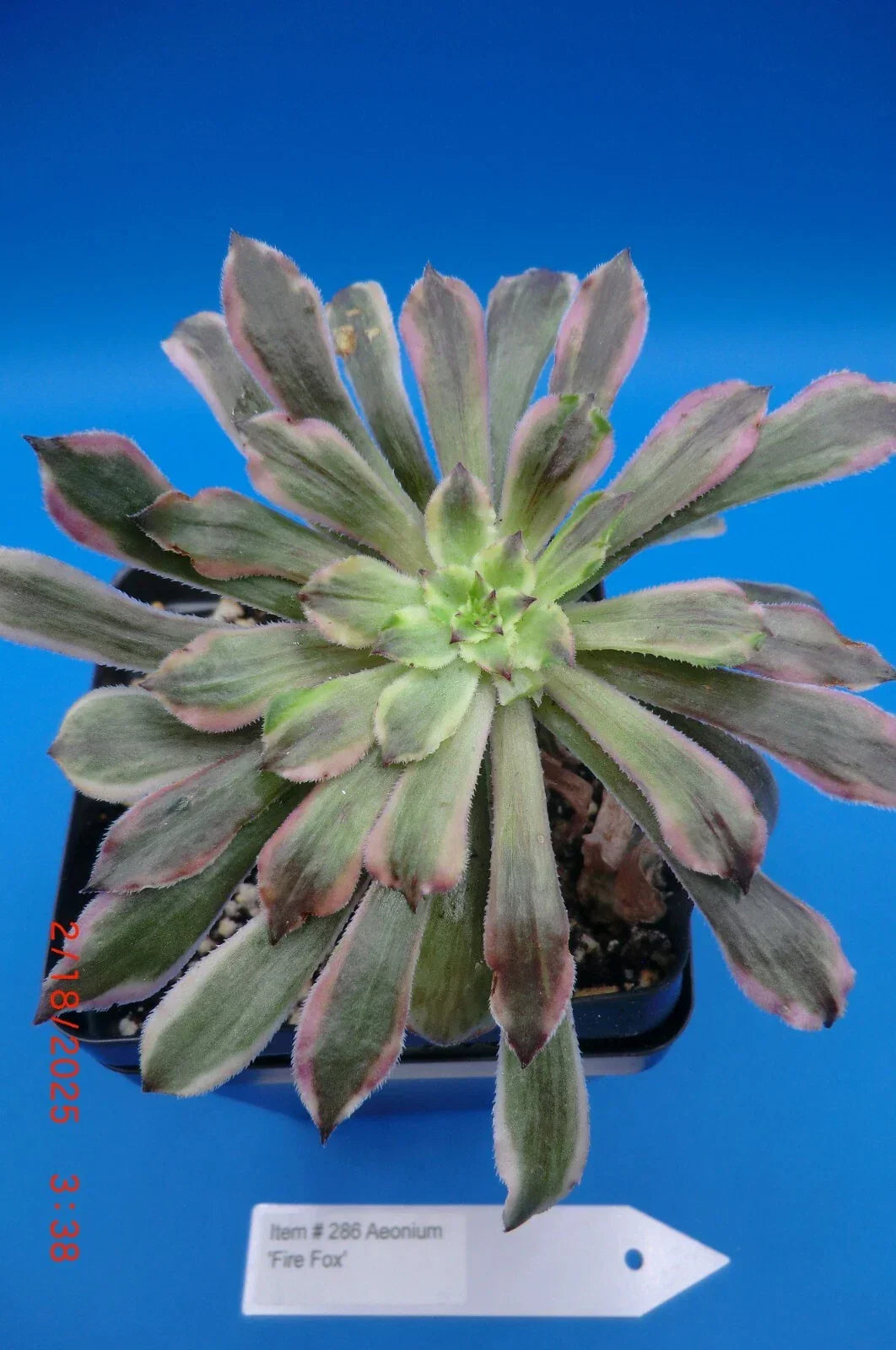 Aeonium Rooted Cutting | Firefox Variety Succulent Plant for Indoor & Outdoor Gardens