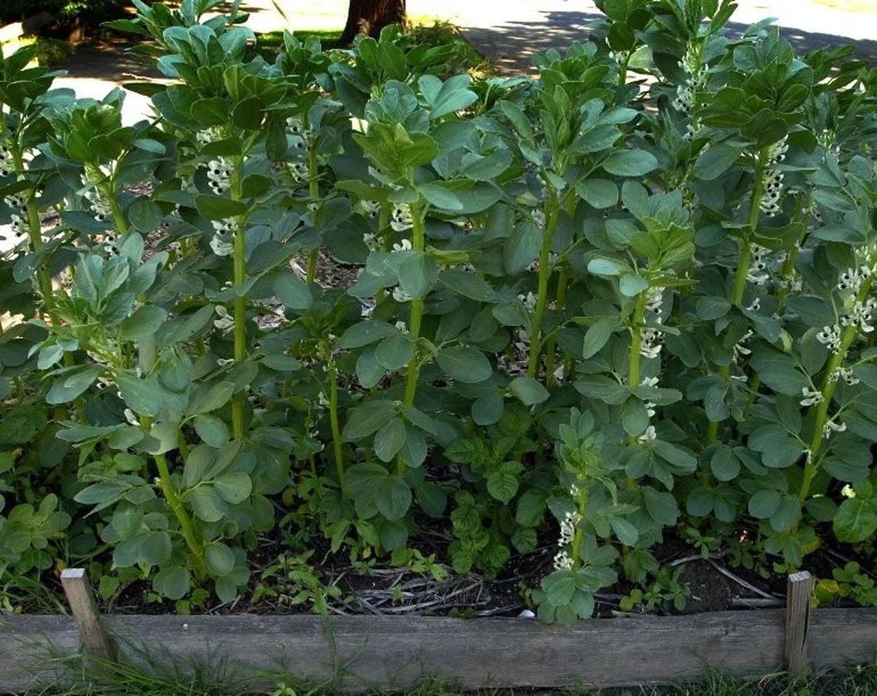 Broad Windsor Fava Bean Seeds - Non-GMO, Organic Cover Crop, Vicia faba, Mediterranean Gardening, Sustainable Seeds