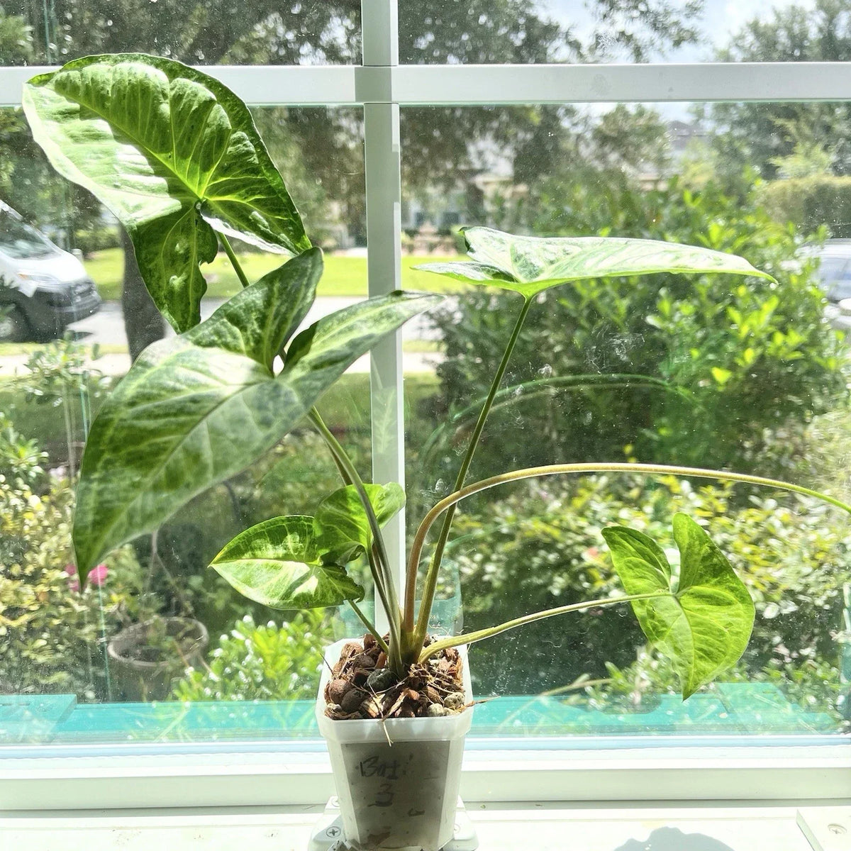 Syngonium Batik Houseplant | Potted Rooted Syngonium podophyllum with Marbled Green and Cream Leaves