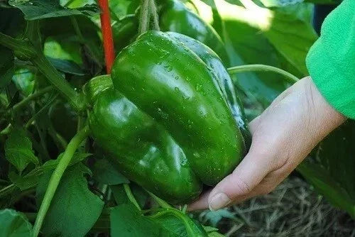 Giant Keystone Sweet Heirloom Tomato Seeds - Organic Non-GMO, 50+ Premium Seeds for Home Gardening, Solanum lycopersicum