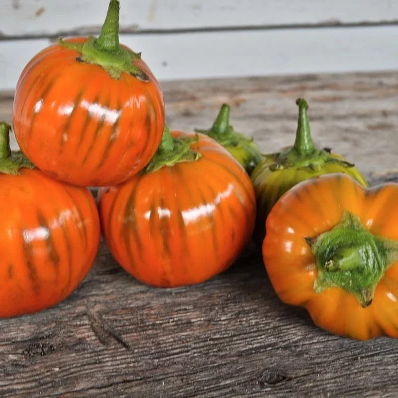 Heirloom Turkish Orange Eggplant Seeds – Organic Non-GMO Solanum melongena, 50+ Seeds for Bountiful Harvests