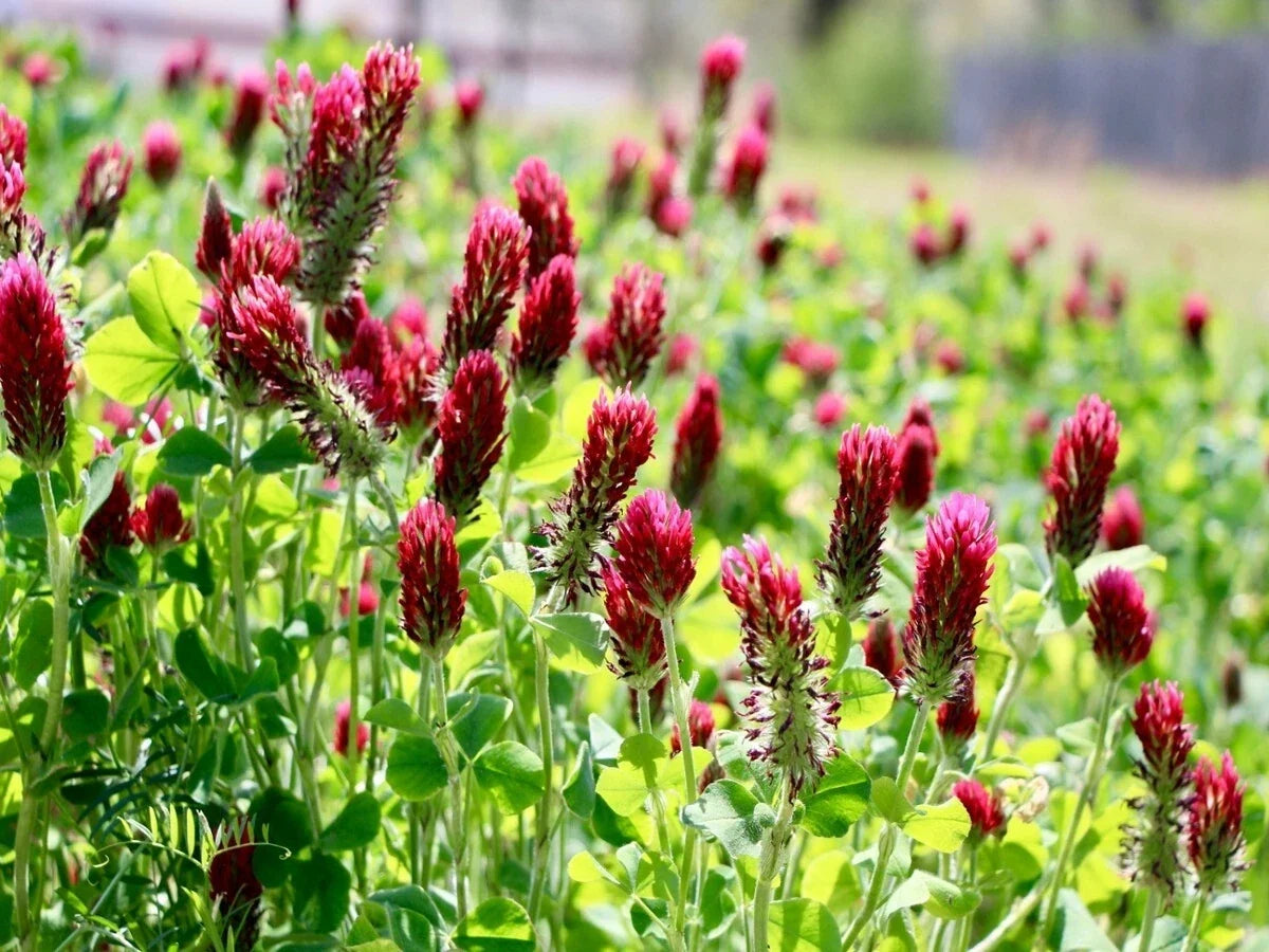 Crimson Clover Seeds 1200+ Non-GMO Cover Crop Pollinator Food Trifolium incarnatum