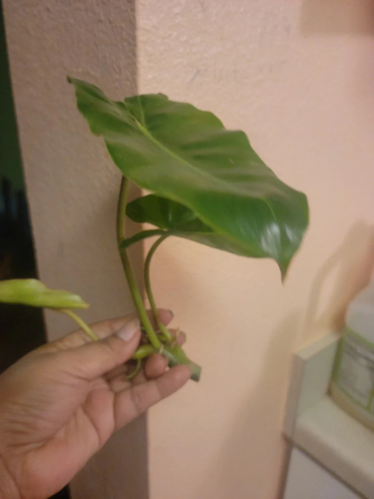 Burle Marx Philodendron Cutting - Tropical Plant Clipping, Indoor Houseplant, Easy Care, Philodendron 'Burle Marx'