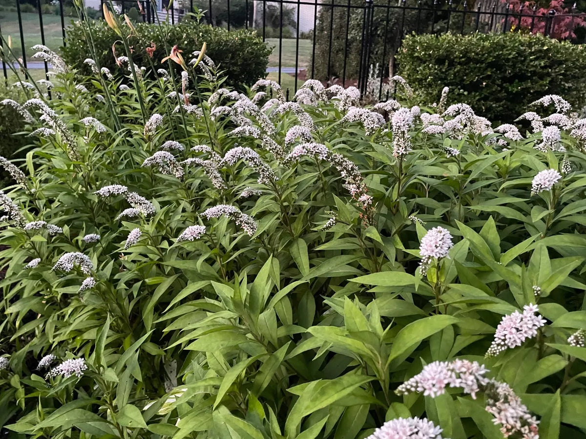 12 Bare Root Gooseneck Loosestrife Perennial Plants - White Flowering Shrub for Gardens Lysimachia clethroides