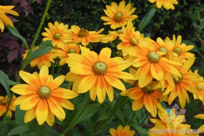 Irish Eyes Rudbeckia Seeds - 200+ Rudbeckia hirta Seeds USA Grown