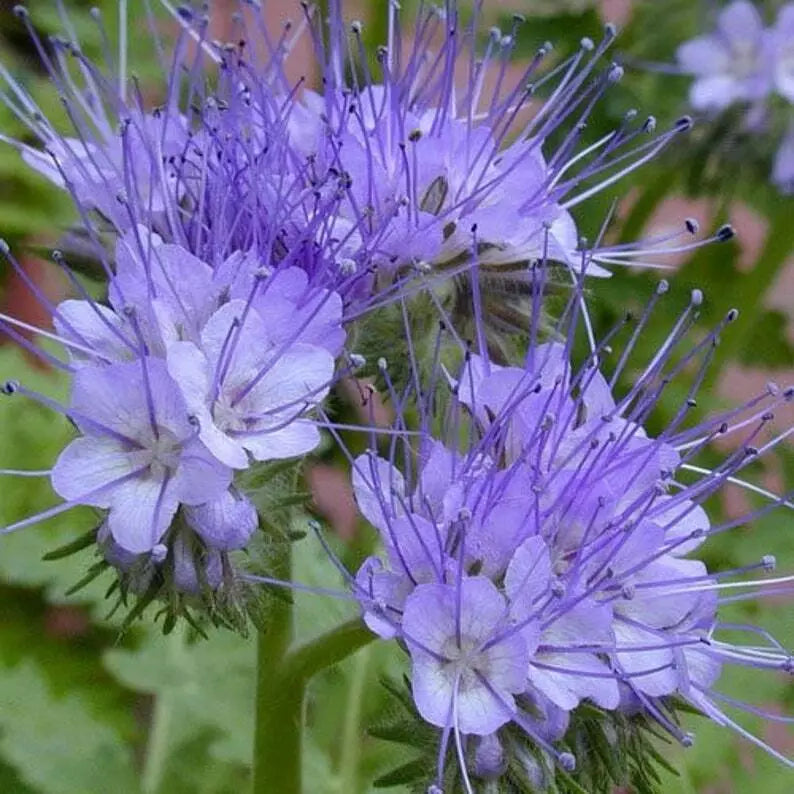 Lacy Phacelia Seeds Pack | Annual Flower for Bees | Phacelia Tanacetifolia | Wildflower Garden, Pollinator Attractant