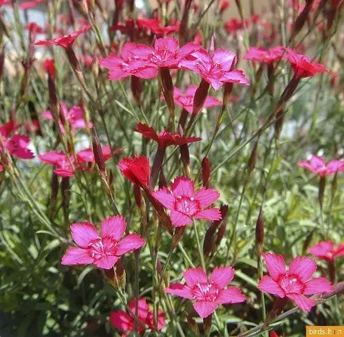 500 Seeds Maiden Pinks Perennial Flower Dianthus deltoides Bulk Seeds for Garden, Borders, Rock Gardens