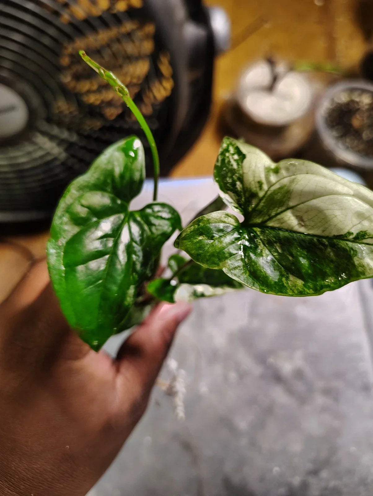 Syngonium Cutting, White Variegated, Syngonium podophyllum, Indoor Plant, Rooted Plant, Low-Light Foliage Plant